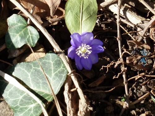 Hepatica